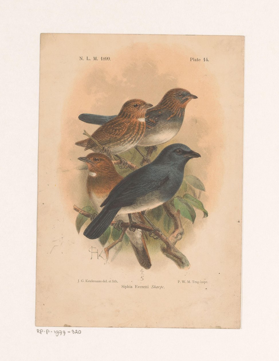 Fire fugle på en gren Siphia Everetti Sharpe (titel på objekt) af Johannes Gerardus Keulemans