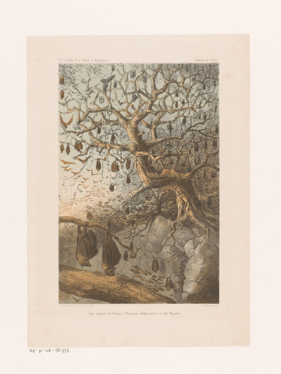 Vleermuizen i en boom Et møde mellem Fanys (Pteropus Edwardsii) på Mayotte Island (titel på objekt) Rejseforhold (serietitel på objekt) af Johannes Gerardus Keulemans