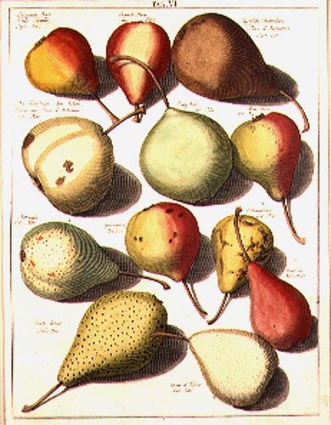 Pærer af Seligman af Johannes Hendrik (after) Knoop
