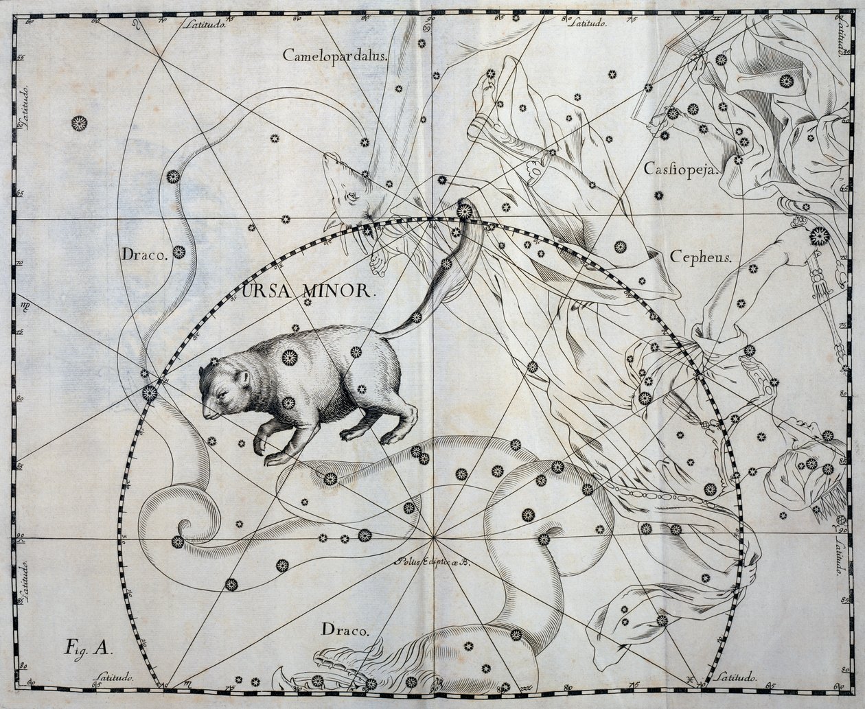 Ursa Minor, Boreal konstellation af Ursa Minor, gravering fra himmelatlas Firmamentum Sobiescianum sive Uronographia, af Johann Hevelius (1611-1687), Gdansk af Johannes Hevelius