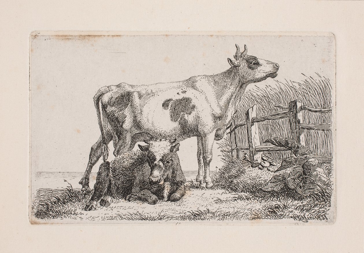 En hvilende og en stående ko af Johannes Wilhelm Zillen