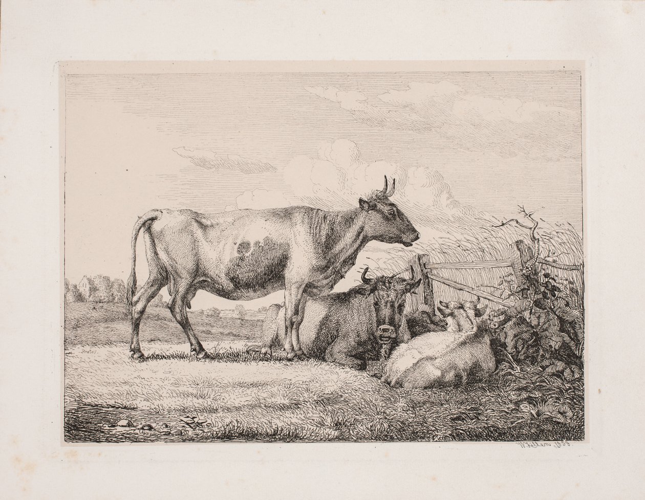 Køer på marken af Johannes Wilhelm Zillen