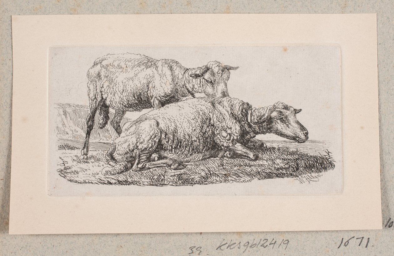 To får af Johannes Wilhelm Zillen