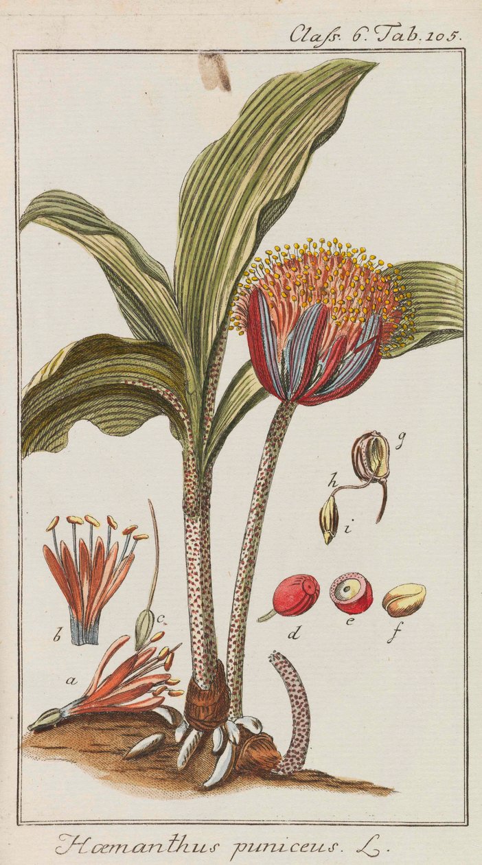 Udvalg af smukke og sjældne planter, 1795-1798. af Johannes Zorn