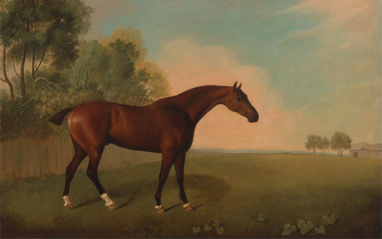 En bajerhest i en mark af John Boultbee