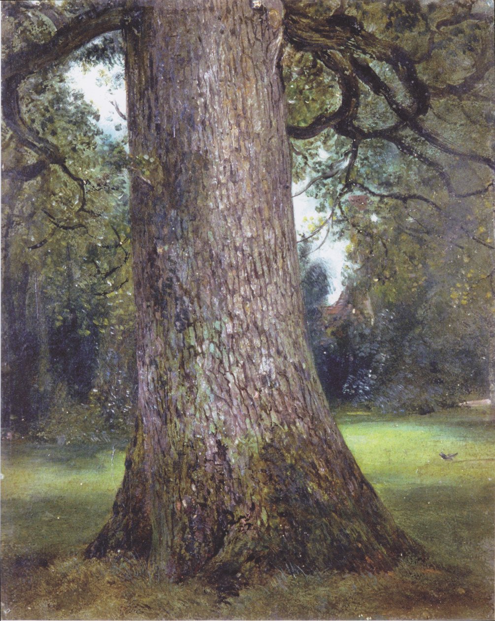 Undersøgelse af et elmetræ af John Constable