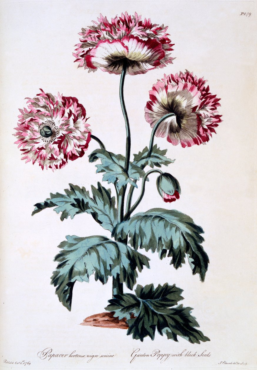 Havevalmue med sorte frø, illustration fra 