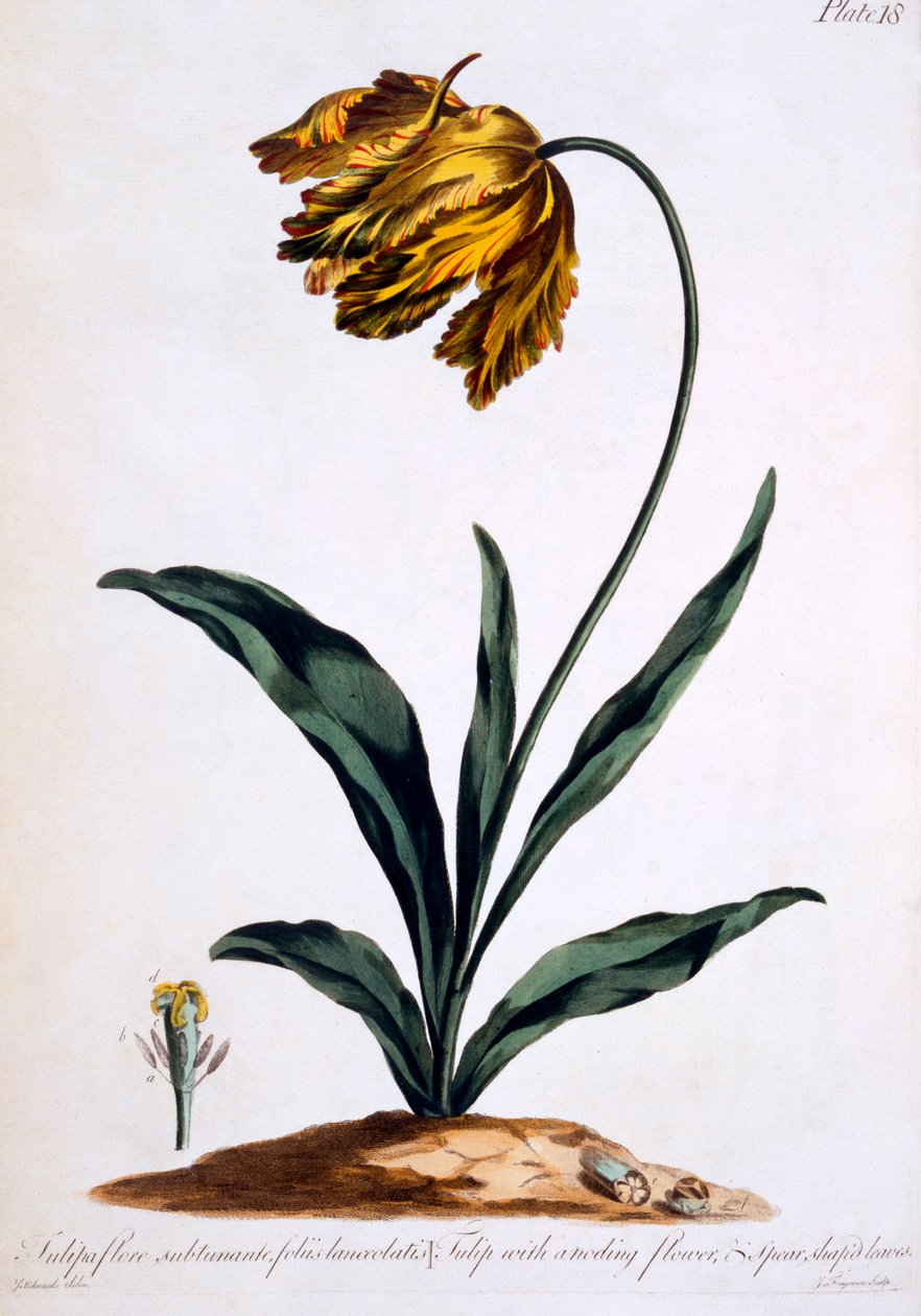 Tulipan med anoderende blomst og spydformede blade (Parrot Tulip), illustration fra 