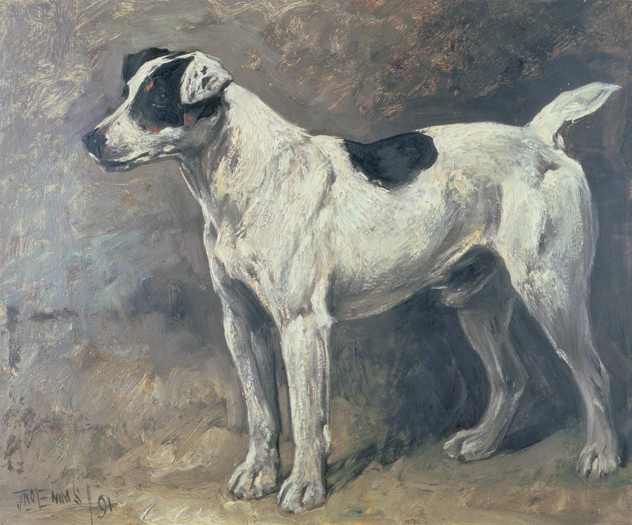 En Jack Russell, 1891 af John Emms