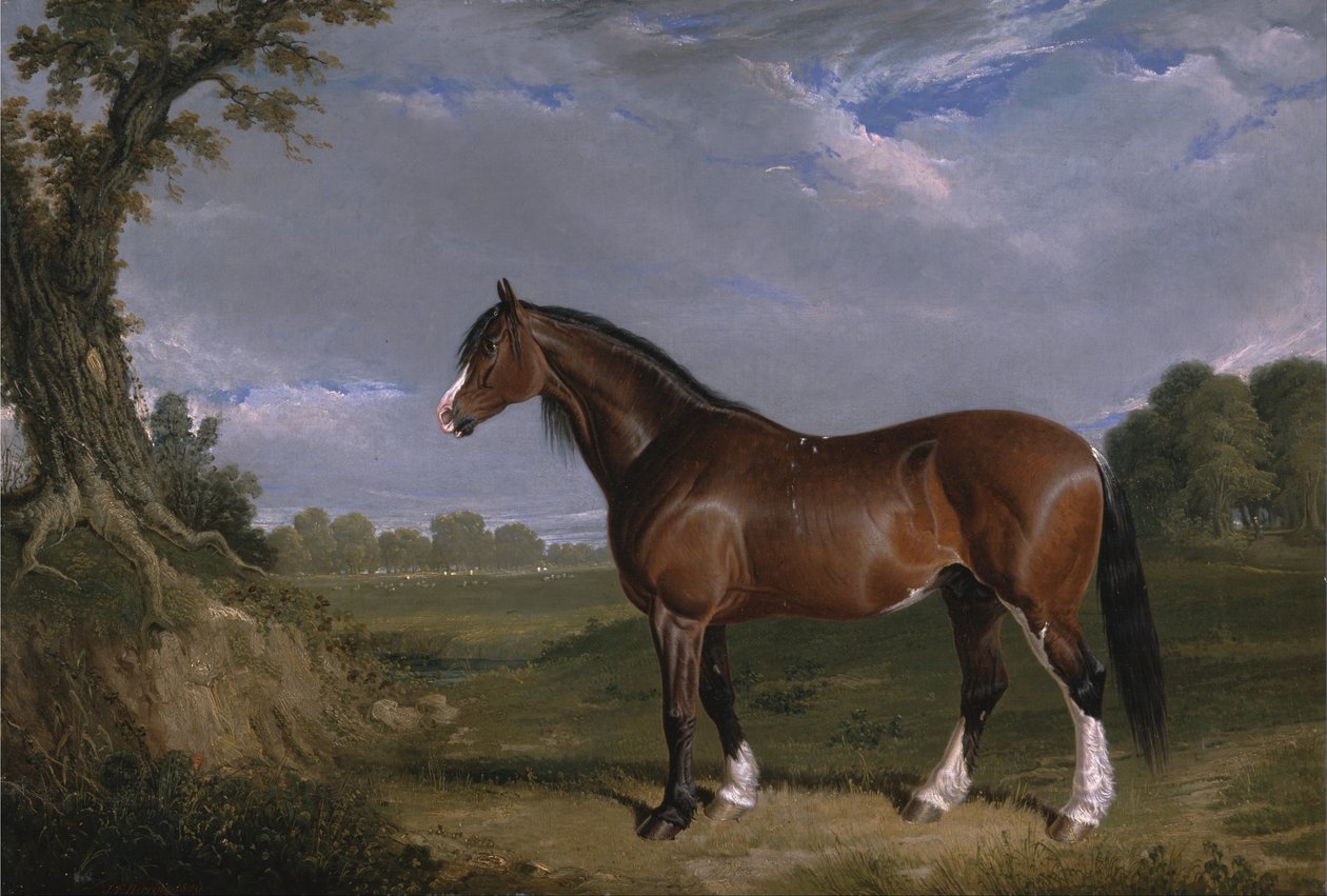 En Clydesdale hingst af John F. Herring