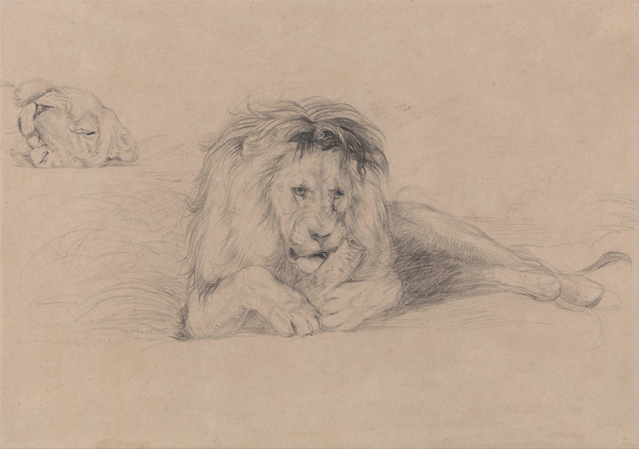 Studie af en løve og undersøgelse af et løvindehoved af John Frederick Lewis