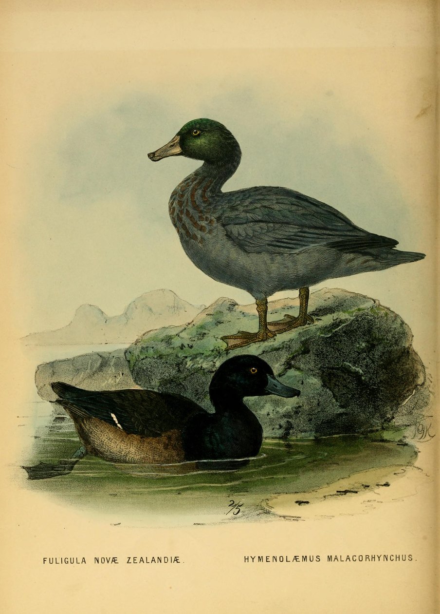 Illustration af New Zealand Scaup og blåanden af John Gerrard Keulemans