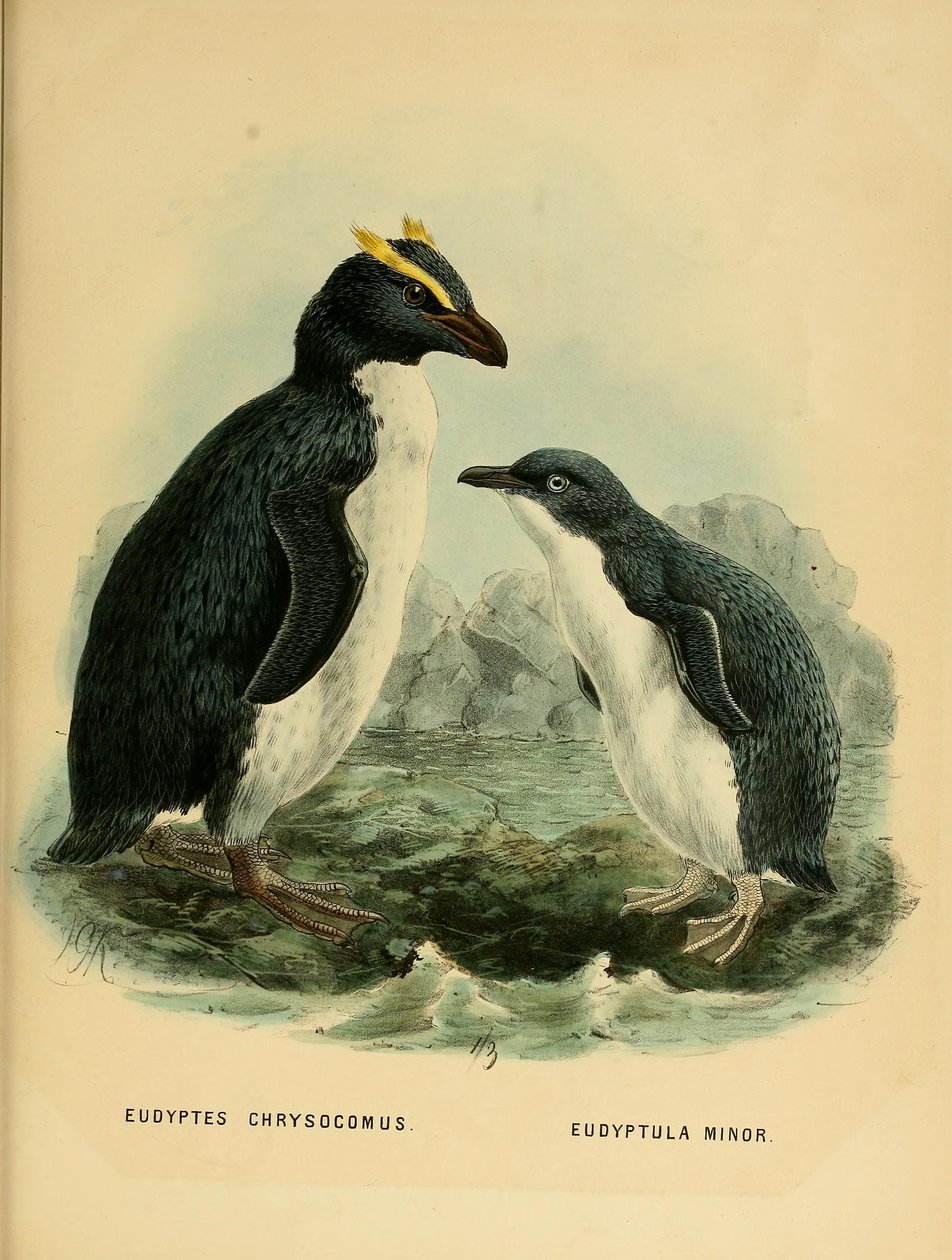 Illustration af Rockhopper -pingvinen og den lille pingvin af John Gerrard Keulemans