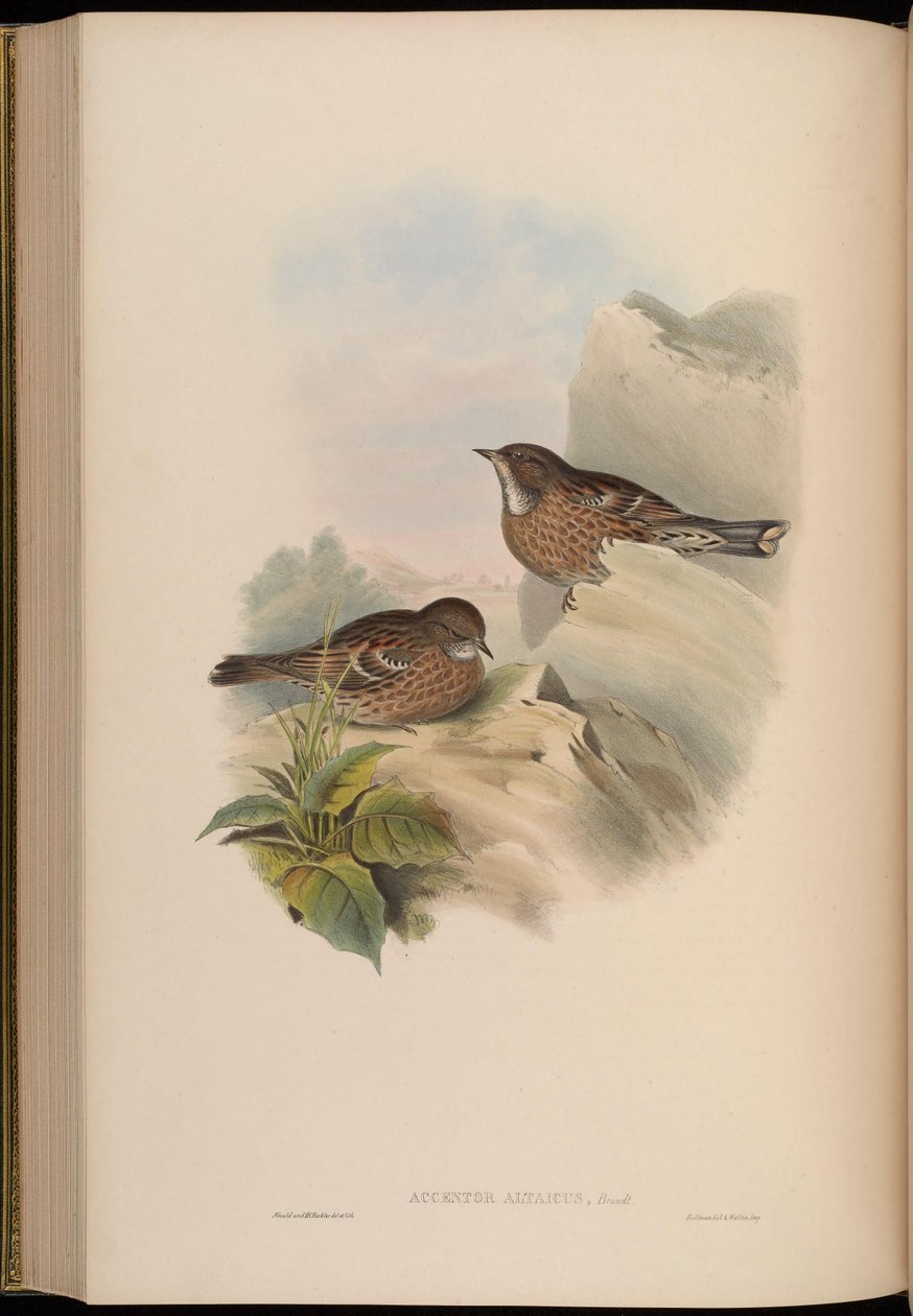 Accentor altaicus = Prunella himalayana af John Gould