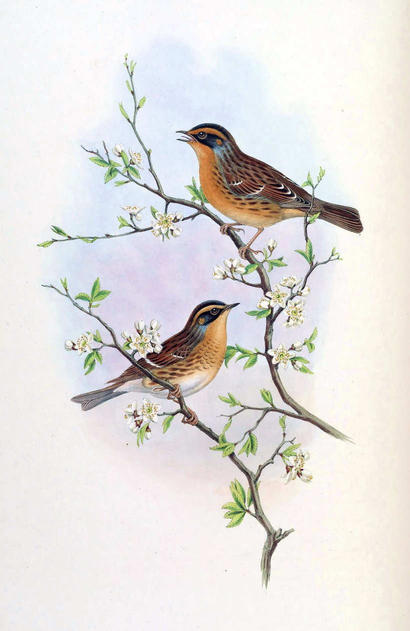 Accentor montanellus = Prunella montanella af John Gould