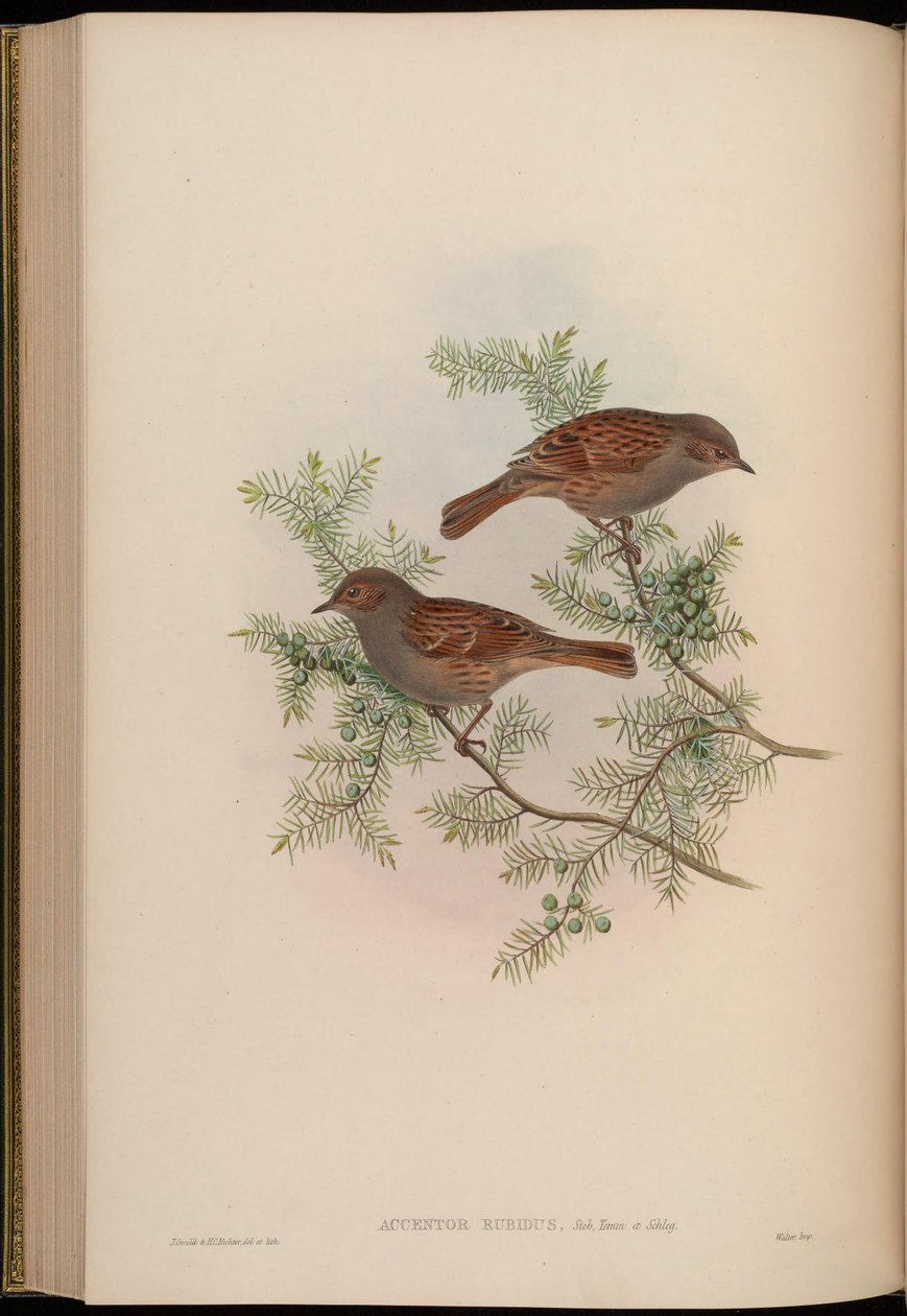 Accentor rubidus = Prunella rubida af John Gould
