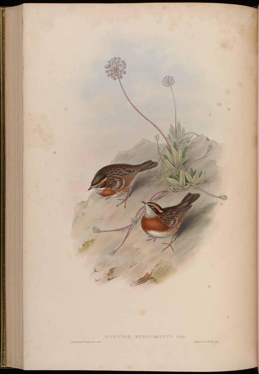 Accentor strophiatus = Prunella strophiata af John Gould