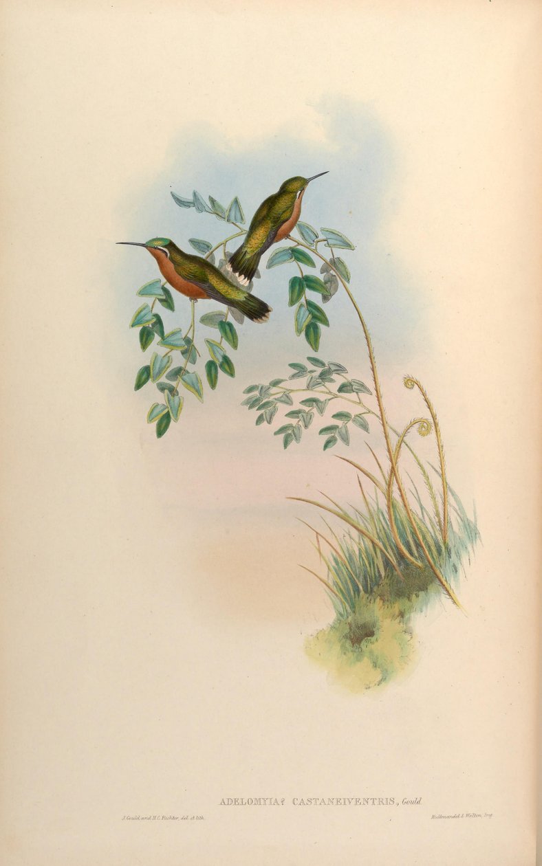 Adelomyia castaneiventris = Lampornis castaneoventris Kvinde af John Gould