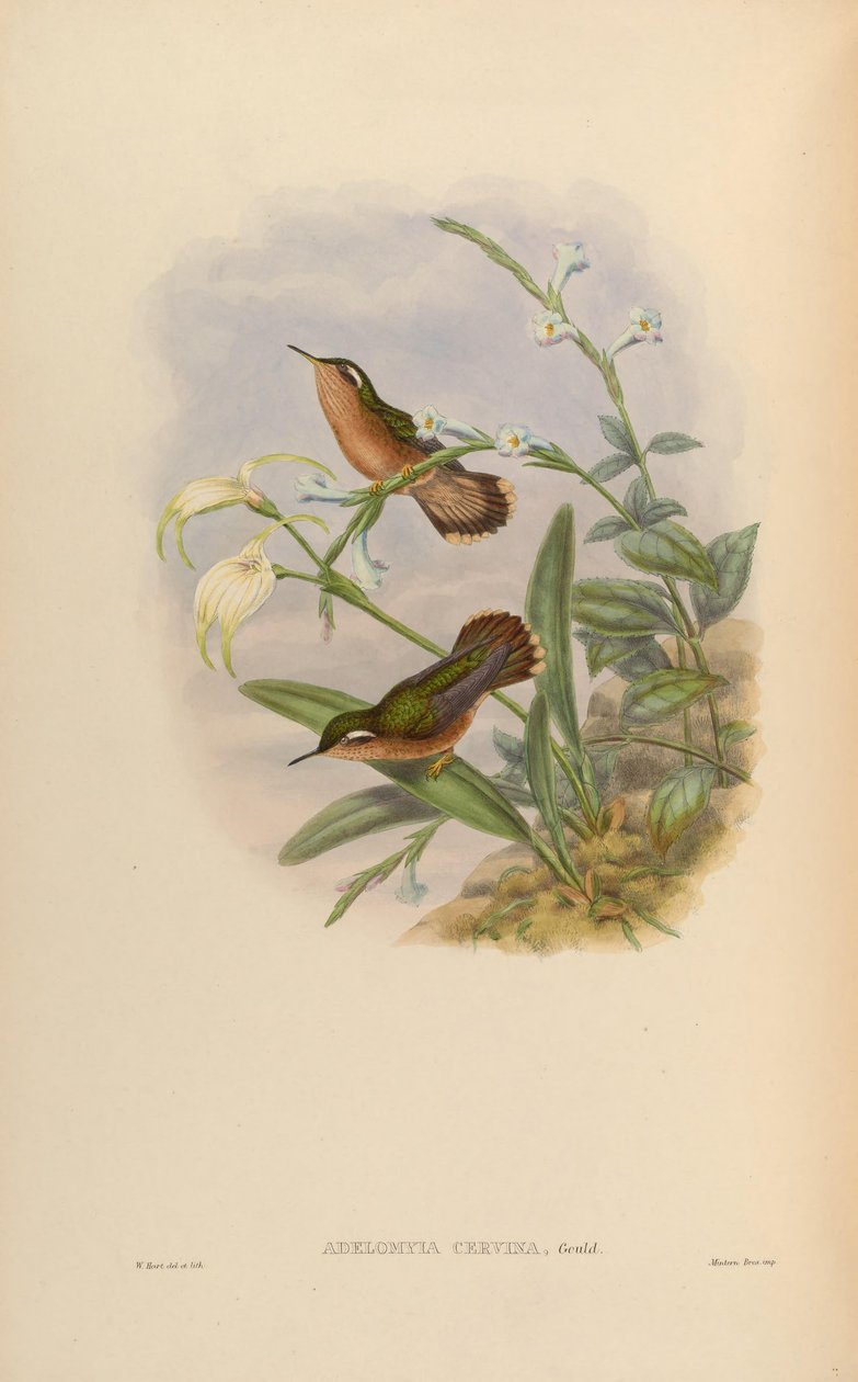 Adelomyia cervina = Adelomyia melanogenys cervina af John Gould