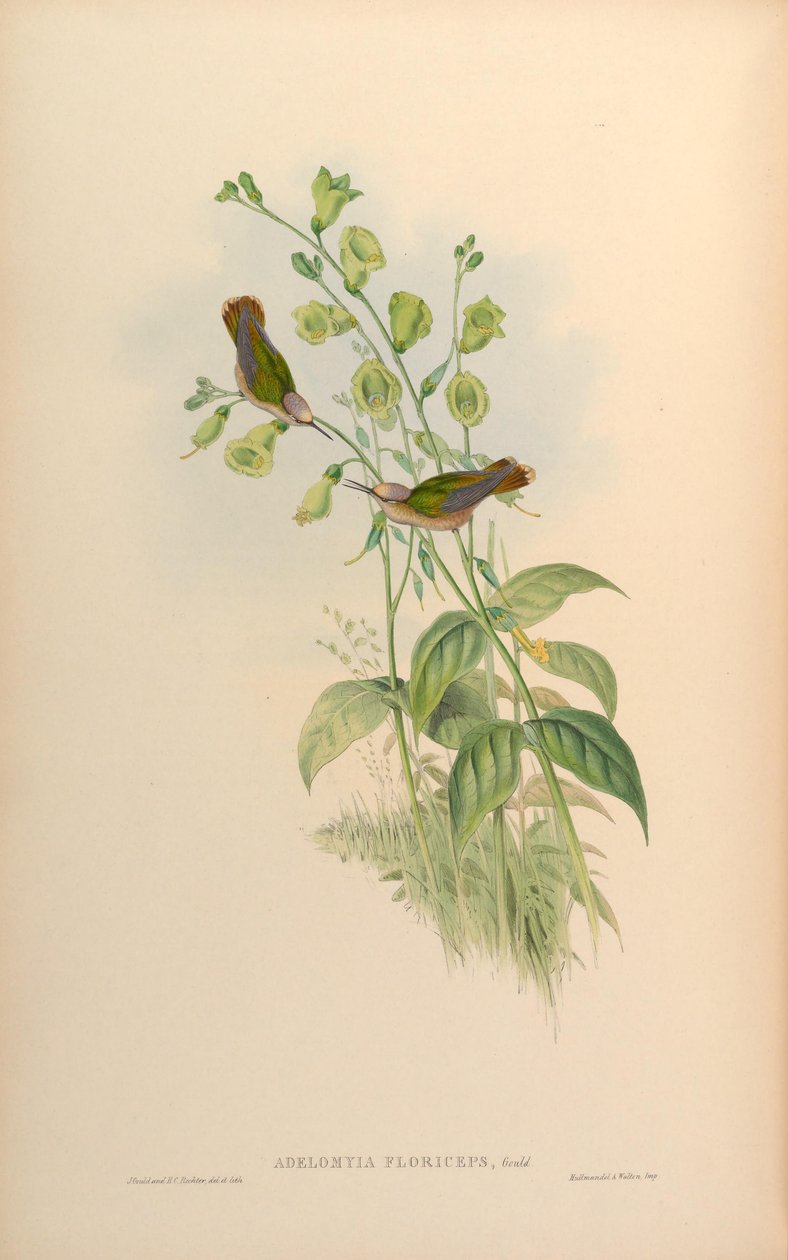 Adelomyia floriceps = Anthocephala floriceps af John Gould
