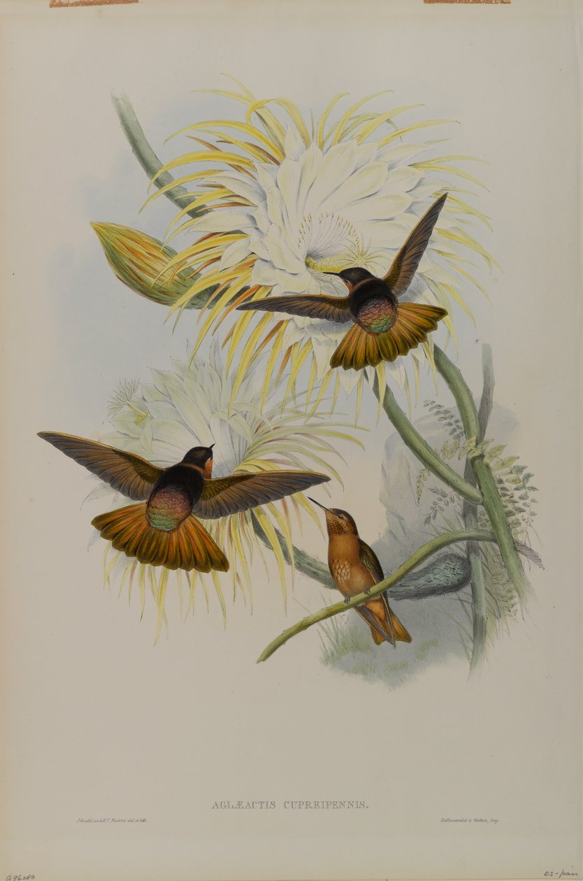 Aglaeactis Cupreipennis af John Gould