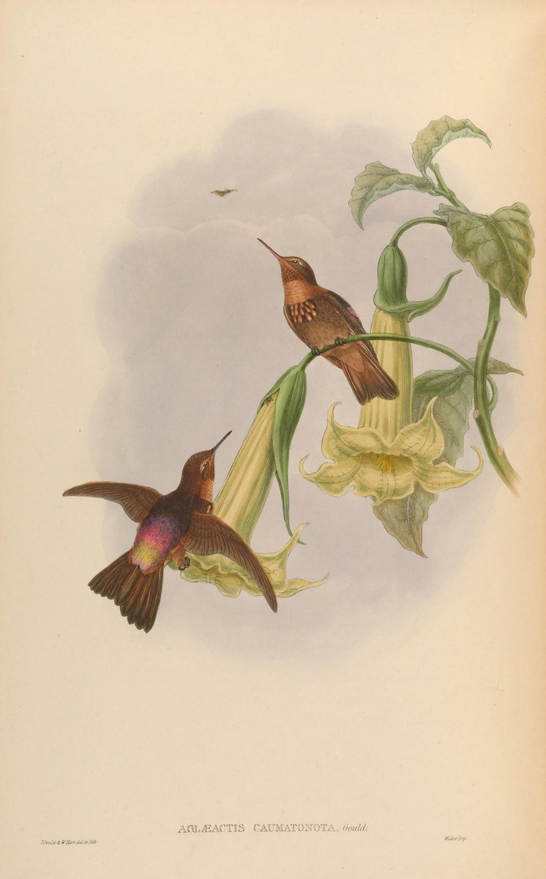 Aglaeactis caumatonota = Aglaeactis cupripennis caumatonotus af John Gould