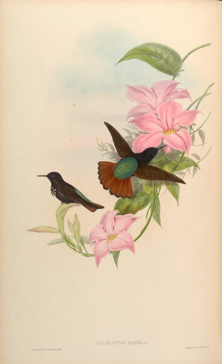 Aglaeactis pamela af John Gould