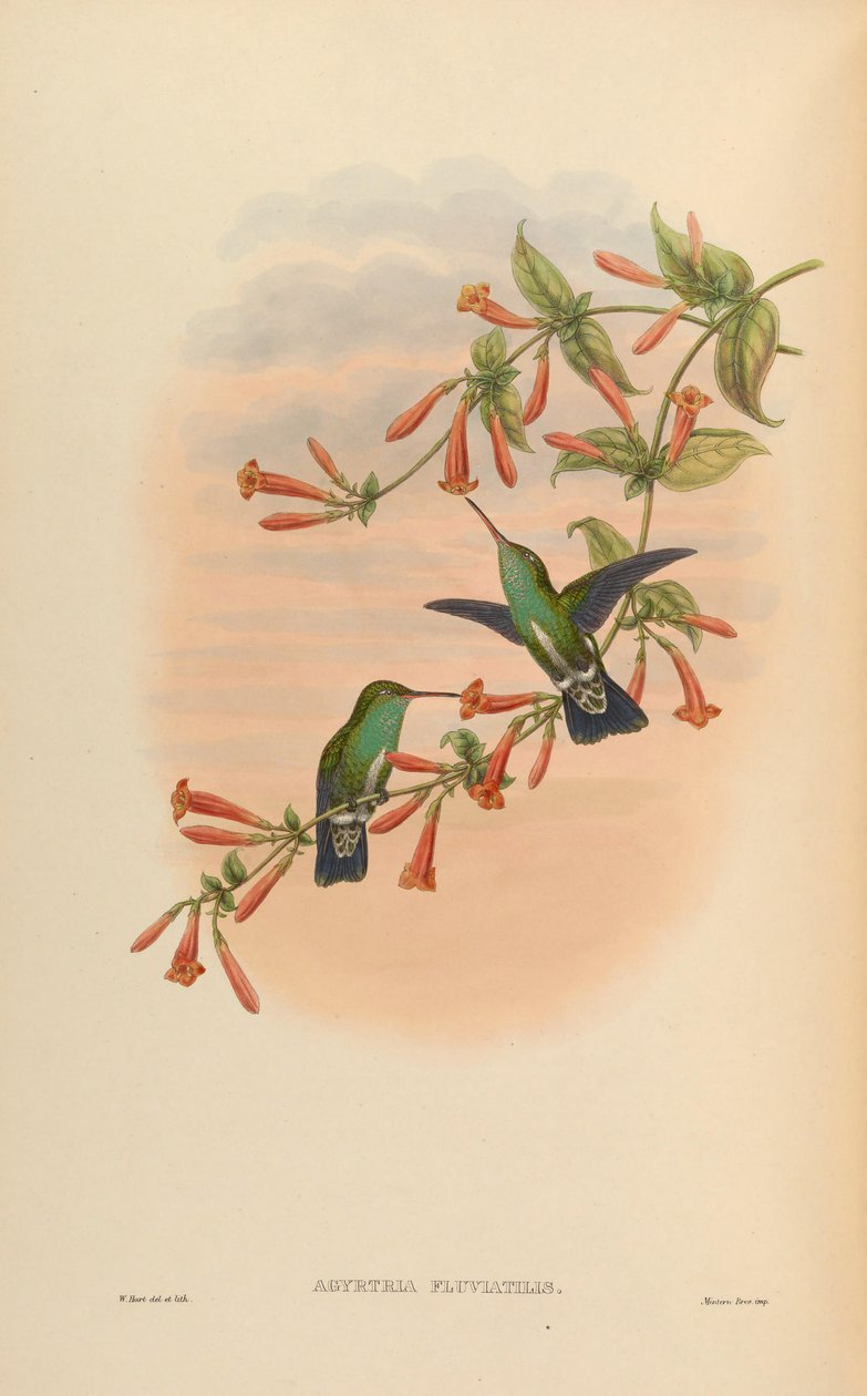 Agyrtria fluviatilis = Amazilia fimbriata apicalis af John Gould