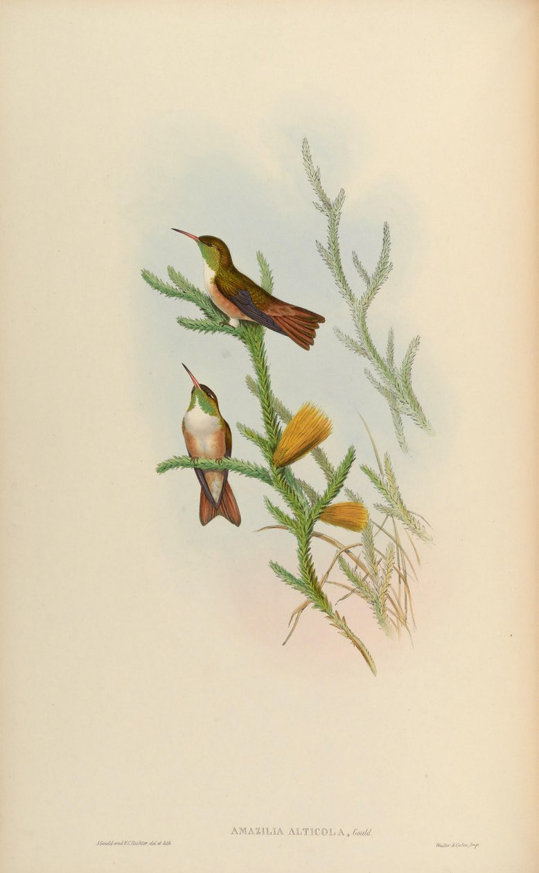 Amazilia alticola = Amazilia amazilia alticola af John Gould