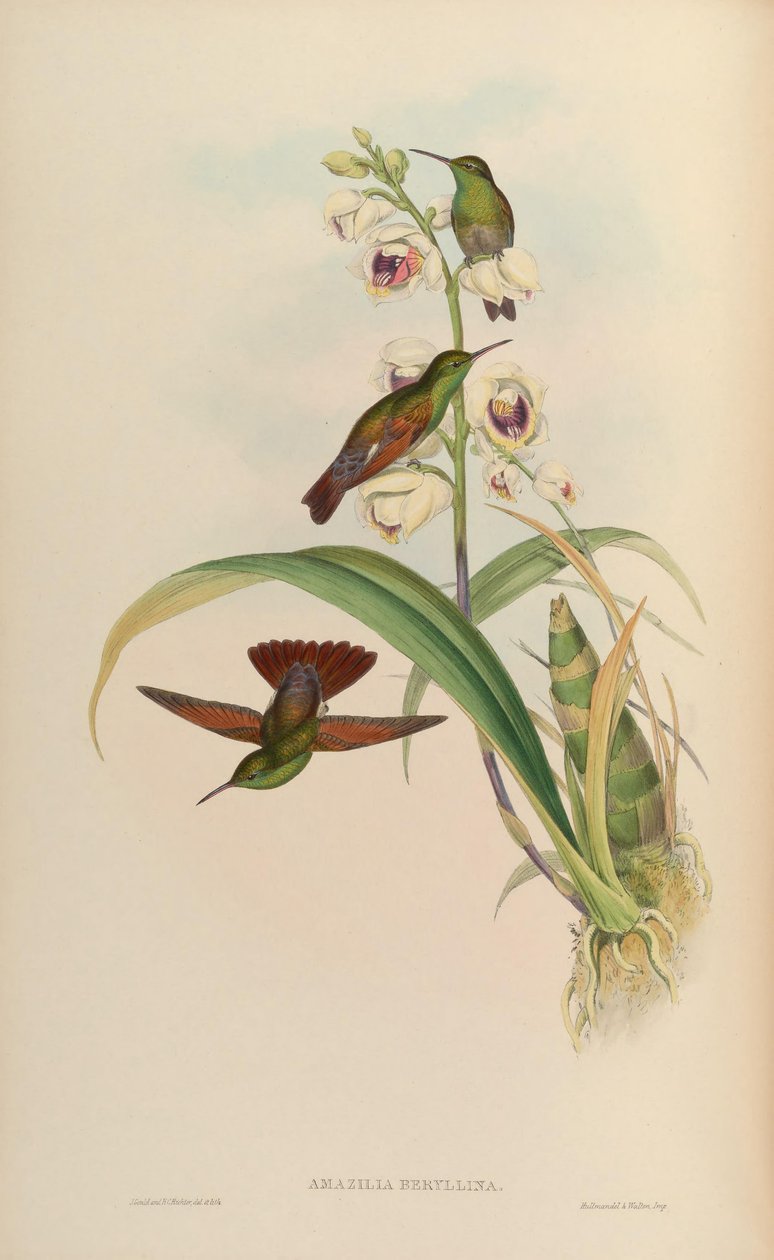 Amazilia beryllina af John Gould