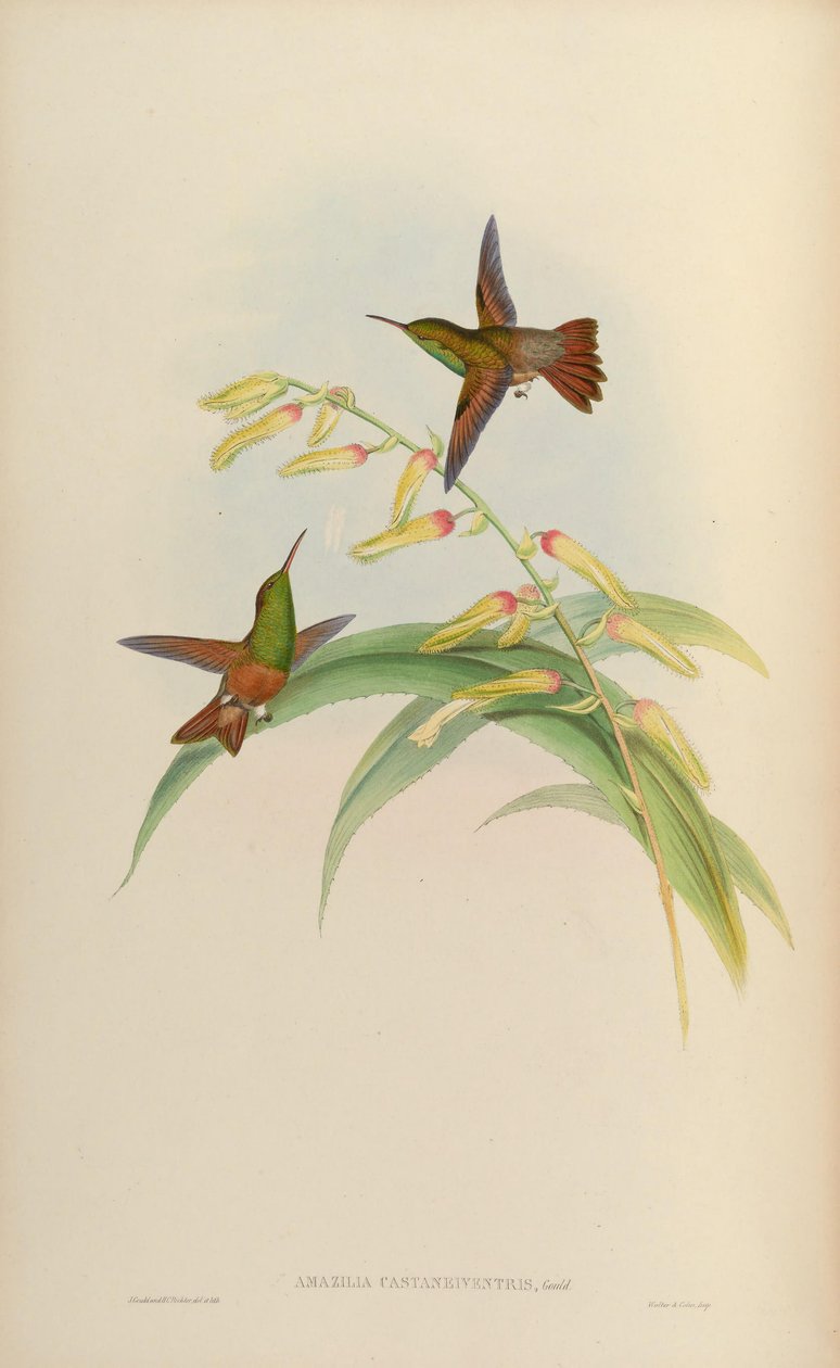 Amazilia castaneiventris af John Gould