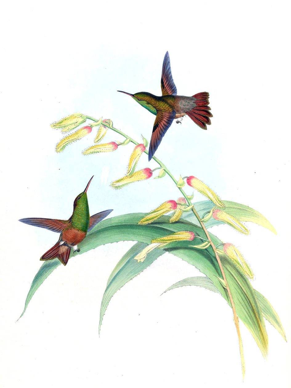 Amazilia castaneiventris af John Gould