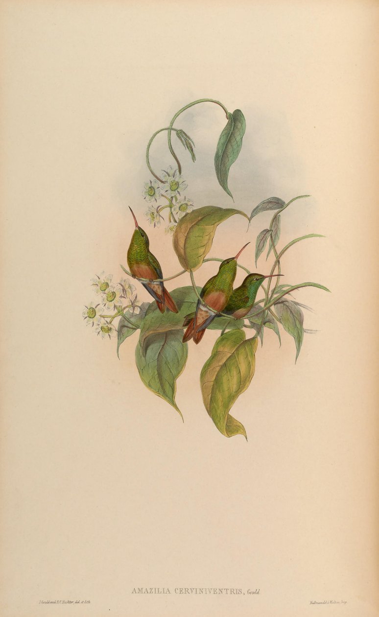 Amazilia cerviniventris = Amazilia yucatanensis cerviniventris af John Gould