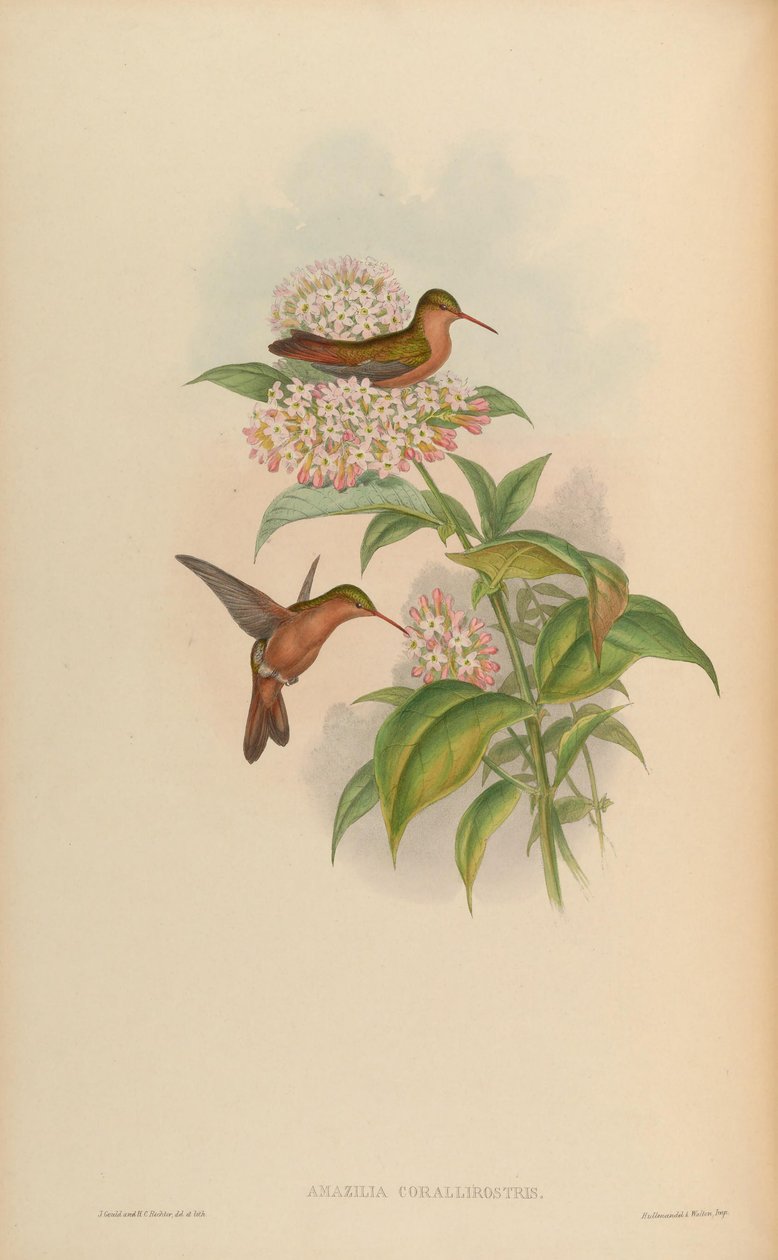Amazilia corallirostris = Amazilia rutila corallirostris af John Gould