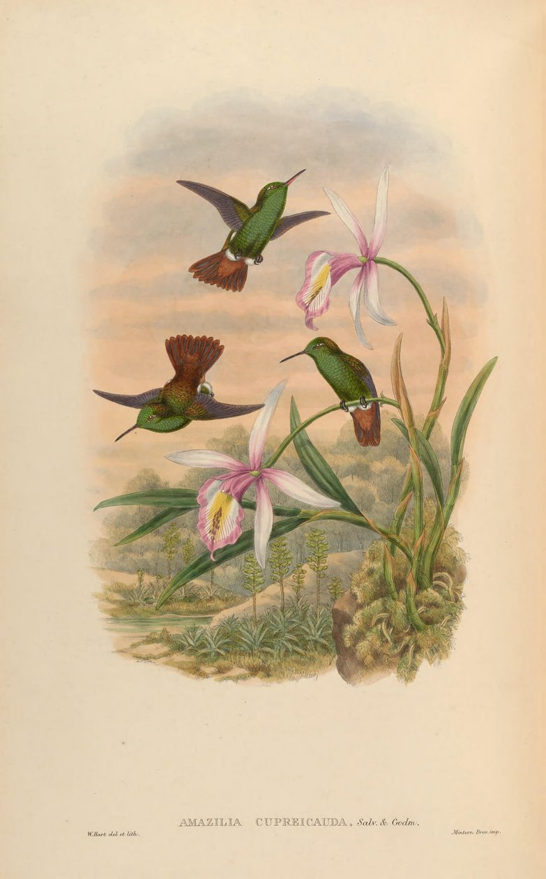 Amazilia cupreicauda = Amazilia viridigaster cupreicauda af John Gould