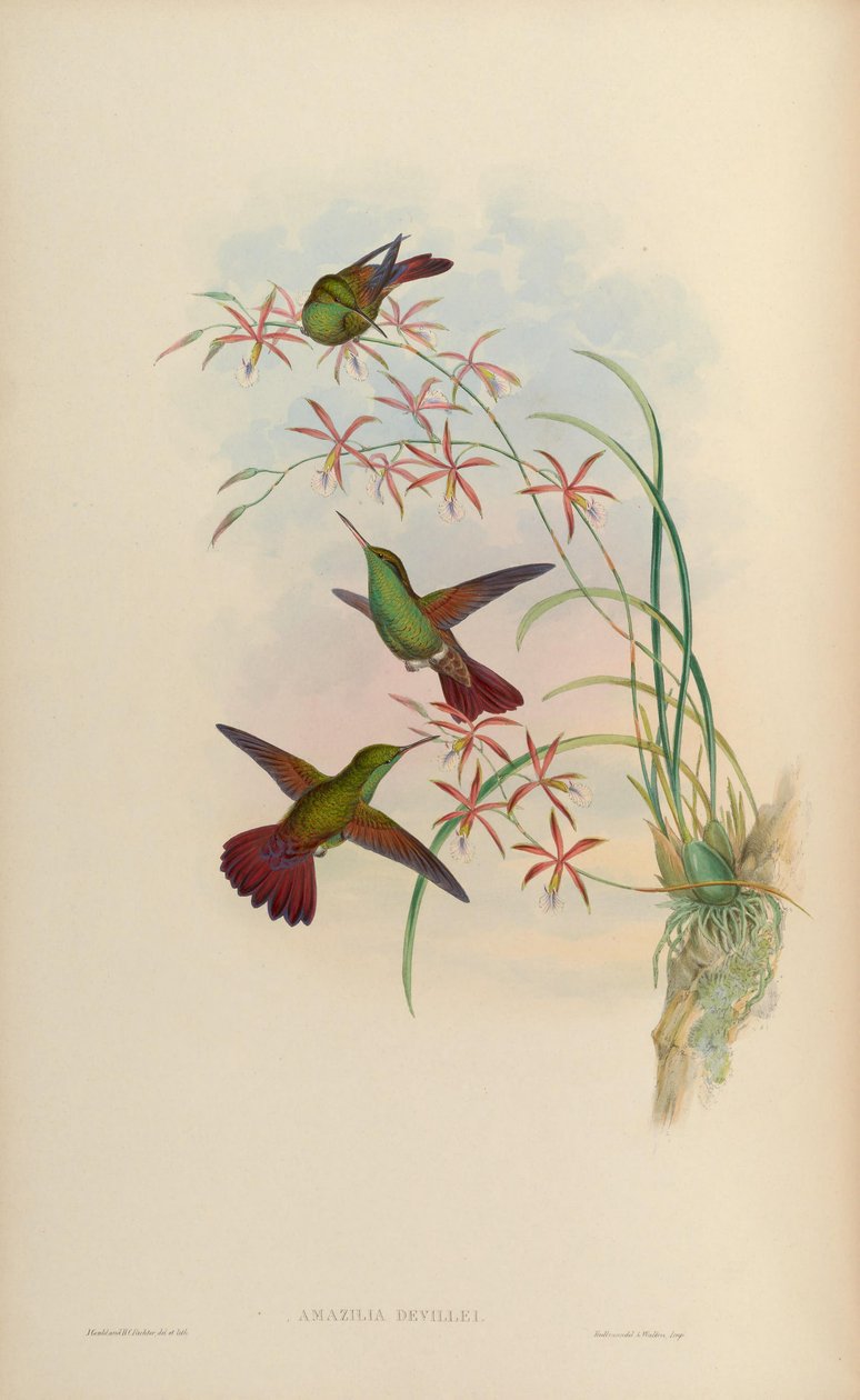 Amazilia devillei = Amazilia beryllina devillei af John Gould