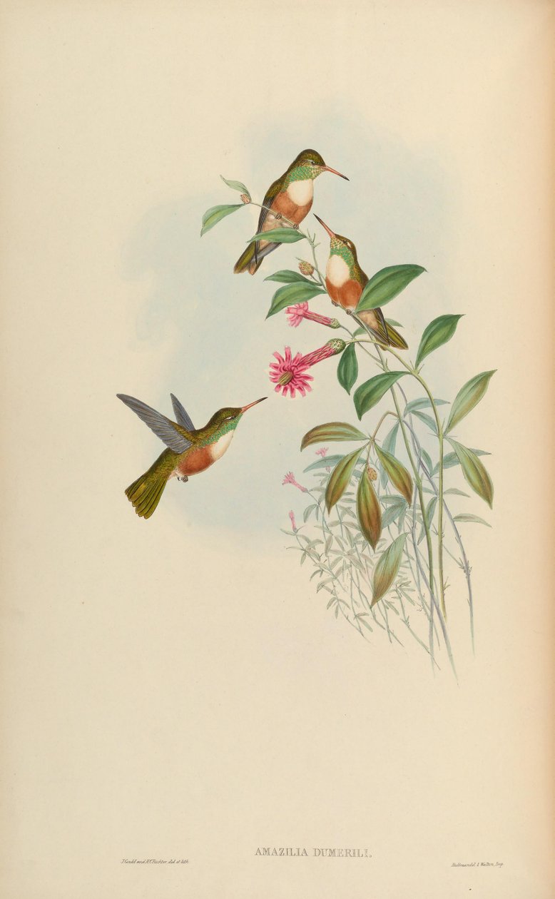 Amazilia dumerili = Amazilia amazilia dumerilii af John Gould