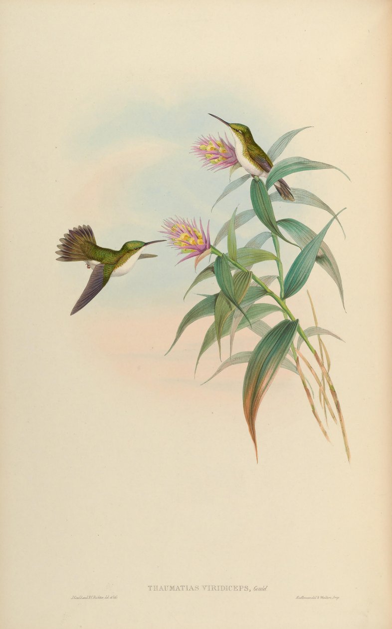 Amazilia leucogaster = Amazilia leucogaster af John Gould