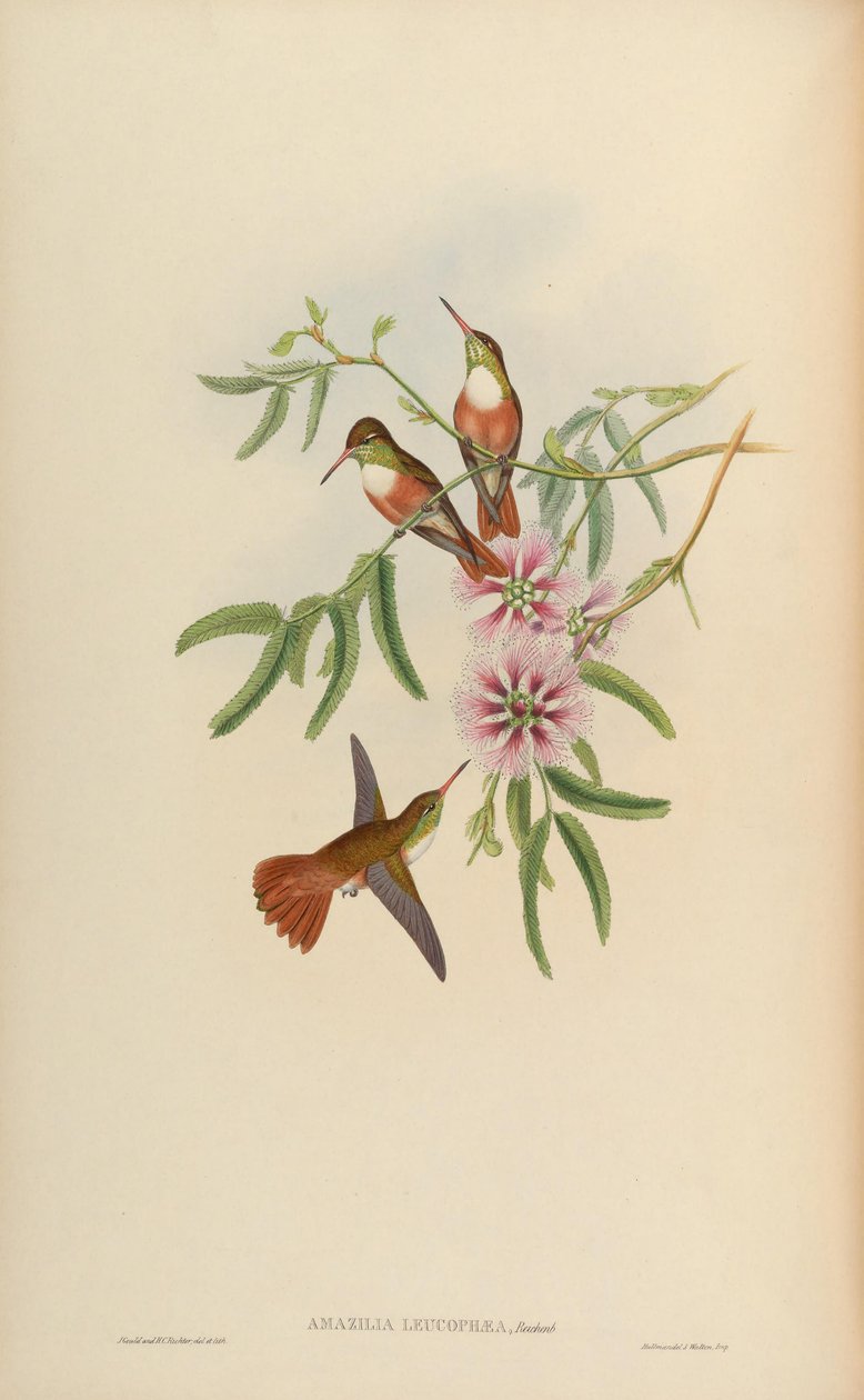Amazilia leucophaea = Amazilia amazilia leucocephala af John Gould