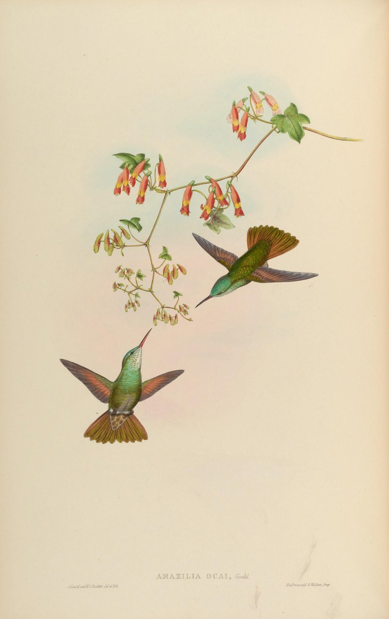 Amazilia ocai = Amazilia cyanocephala x Amazilia beryllina af John Gould