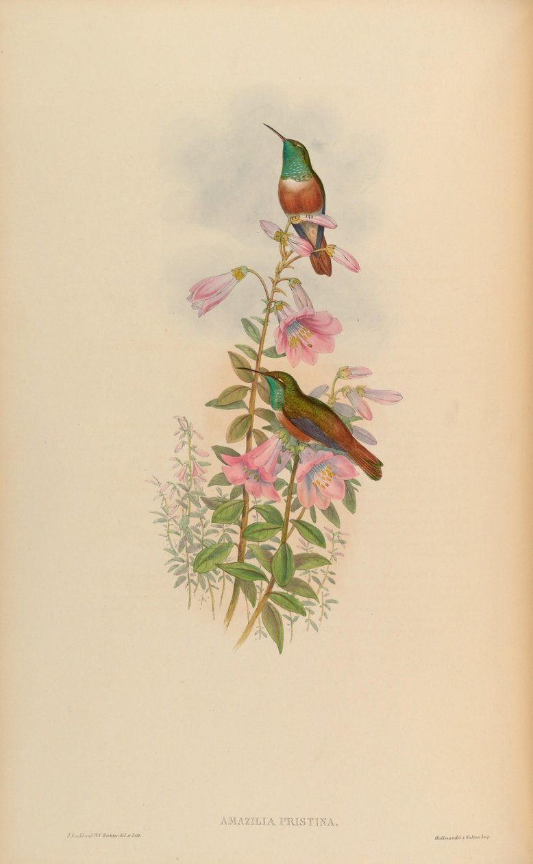 Amazilia pristina = Amazilia amazilia pristina af John Gould