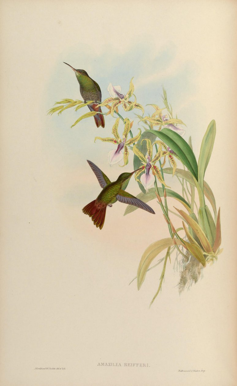 Amazilia riefferi = Amazilia tzacatl af John Gould