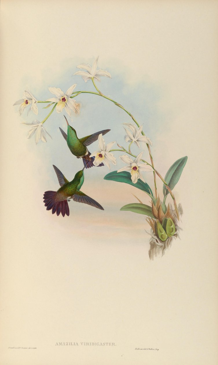 Amazilia viridigaster af John Gould