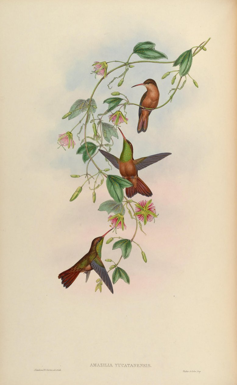 Amazilia yucatanensis af John Gould