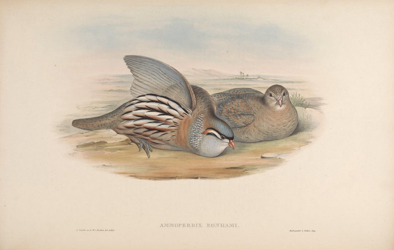 Ammoperdix bonhami = Ammoperdix griseogularis af John Gould