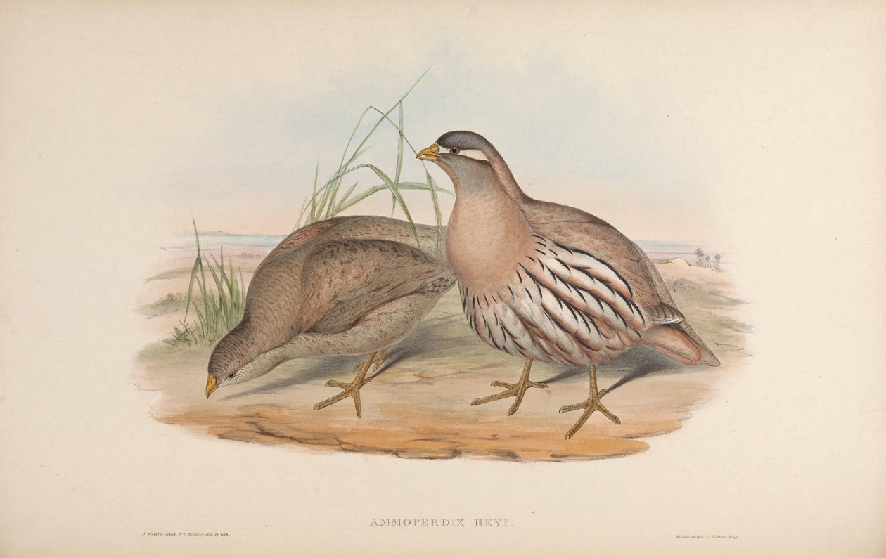 Ammoperdix heyi af John Gould