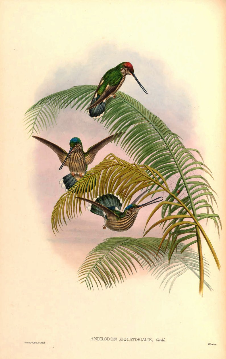 Androdon concolor af John Gould