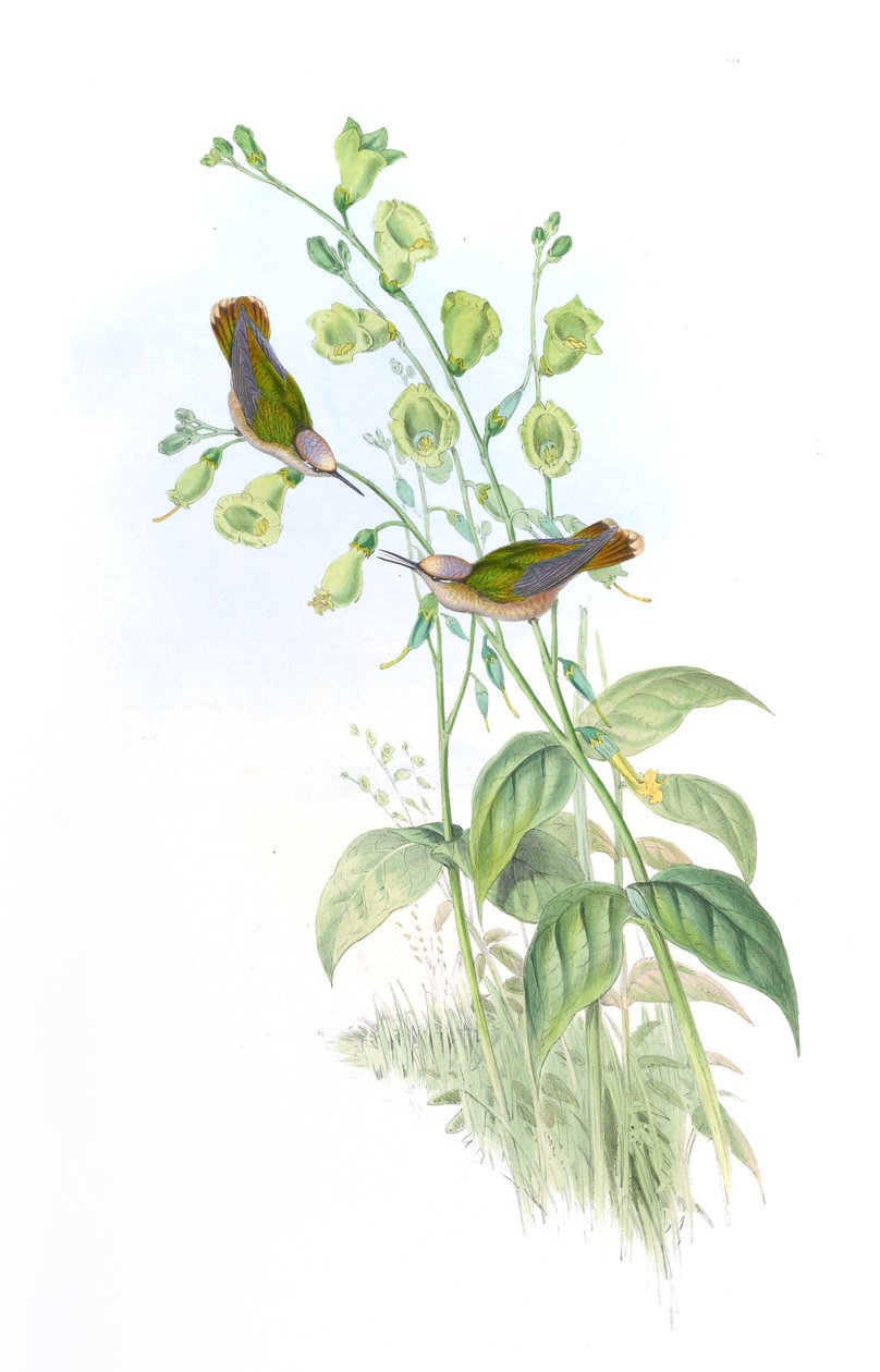 Anthocephala floriceps = Syn af John Gould