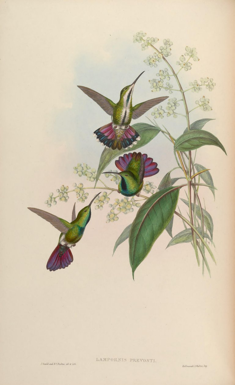 Anthrakotnorah Prevosti af John Gould