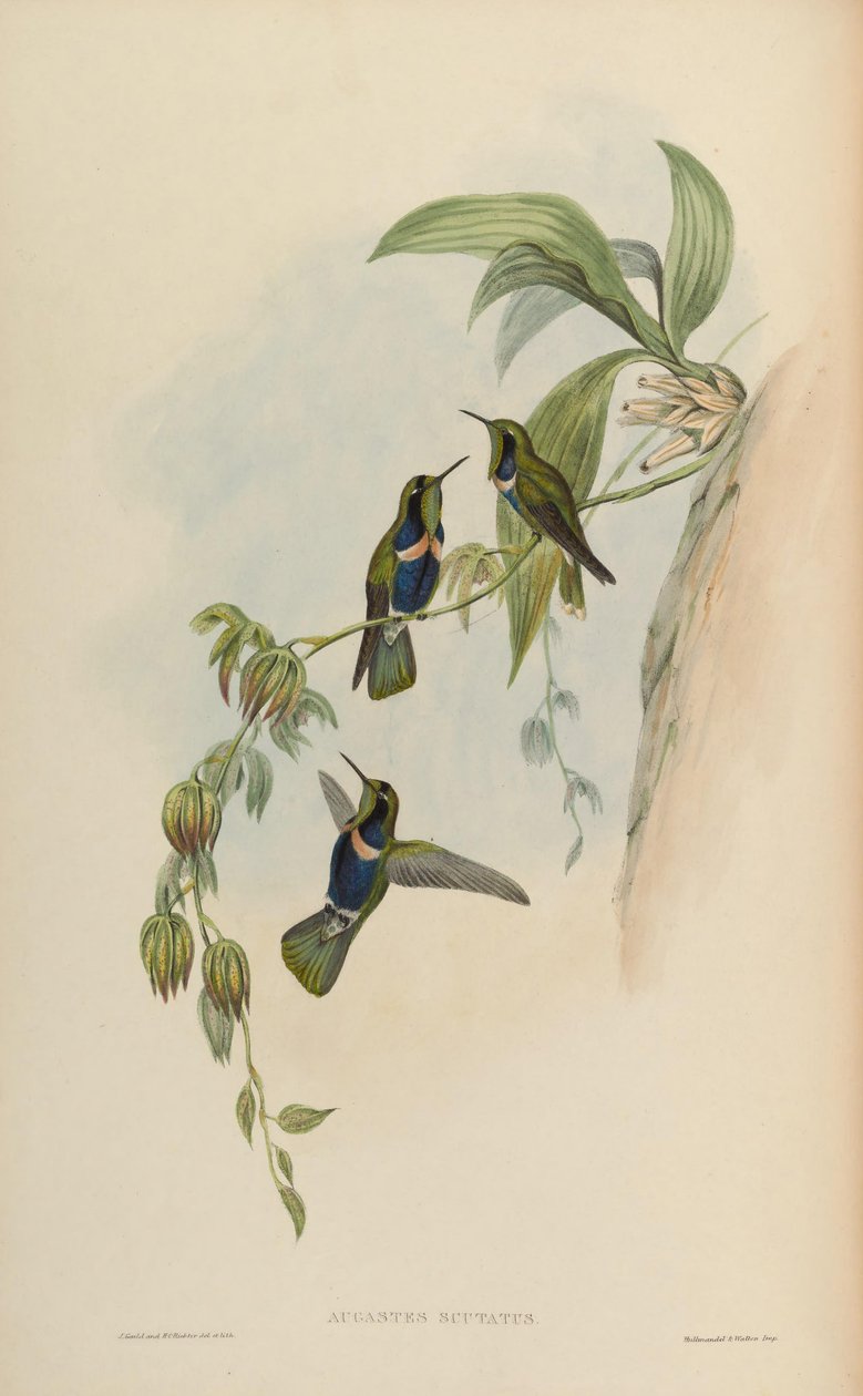 Augastes skjold af John Gould